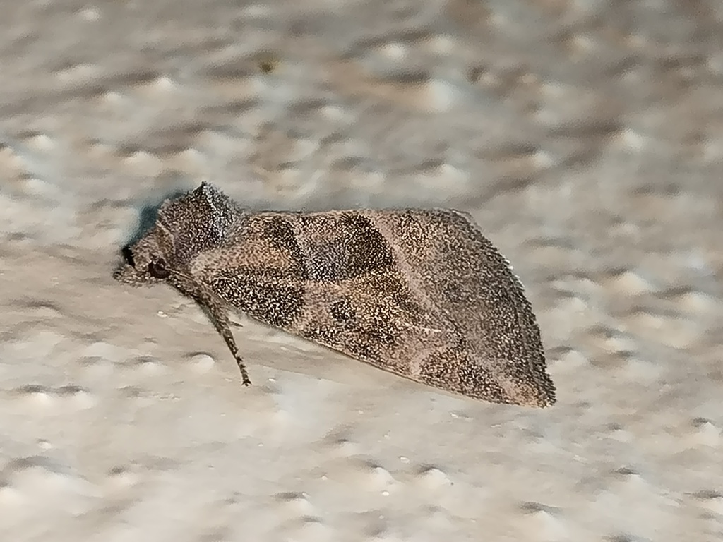 Plagiomimicus AZ