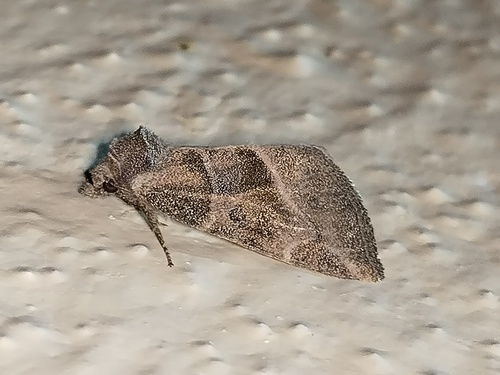 Plagiomimicus AZ