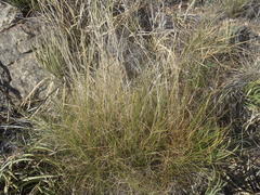 Elionurus barbiculmis