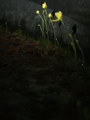 Utricularia gibba