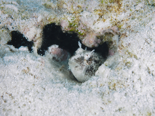 Petroscirtes xestus observed 2026-09-07