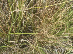 Elionurus barbiculmis