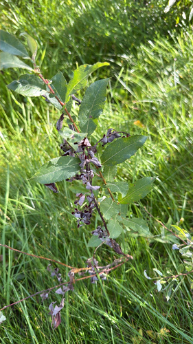 bebb's willow