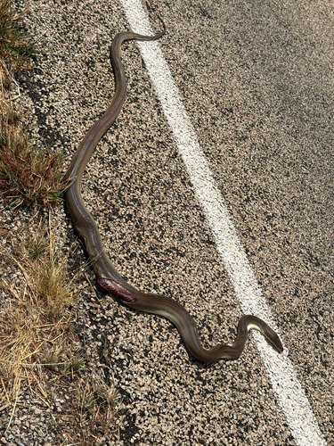 Olive Python