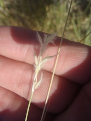 Elionurus barbiculmis