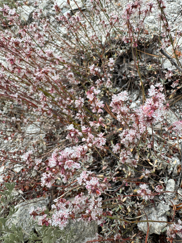 iNaturalist observation photo of Wright's buckwheat