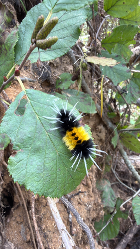 Spotted Tussock Moth