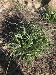 Stephanomeria cichoriacea