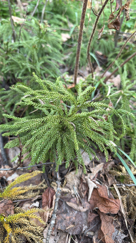 prickly tree-clubmoss