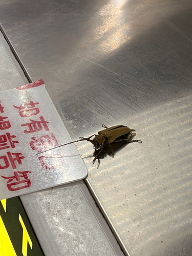 Apriona rugicollis