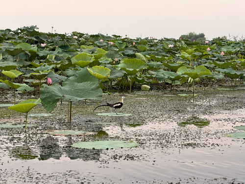 Pheasant-tailed Jacana