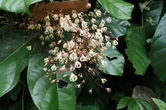 Sterculia monosperma