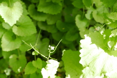 Episyrphus balteatus