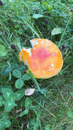 Fly Agaric