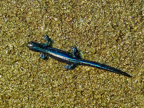 Blue-spotted Salamander