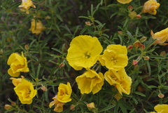 Oenothera serrulata