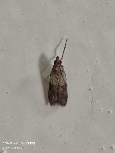 Indian-Meal Moth