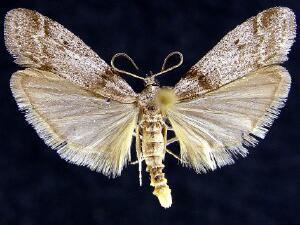 Myelopsis