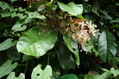 Sterculia monosperma