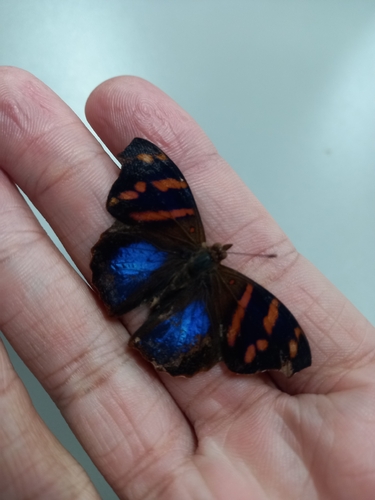 Epiphile orea