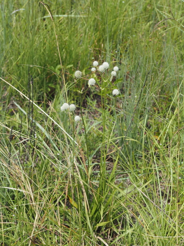 Eryngium yuccifolium, photograph 6
