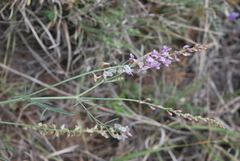Astragalus gracilis