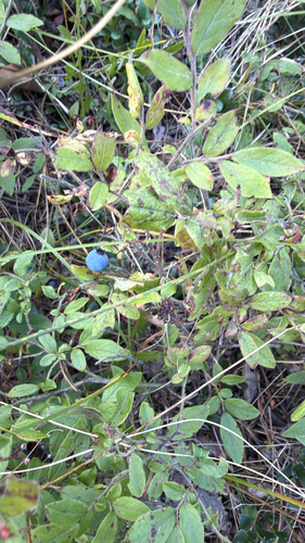 velvetleaf blueberry