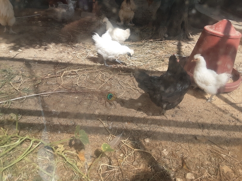 Domestic Chicken