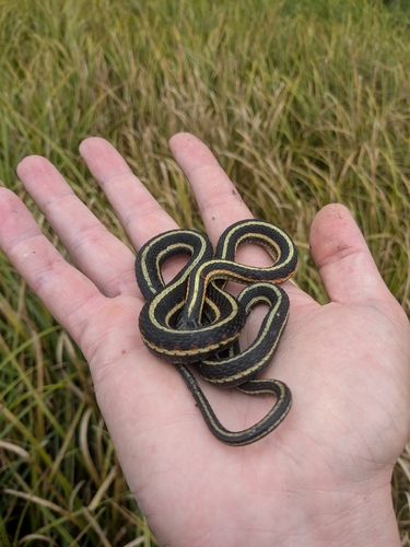 Common Garter Snake