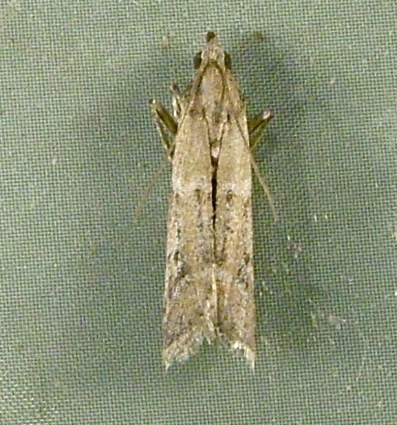 Ephestiodes