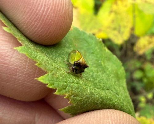 Stictocephala basalis