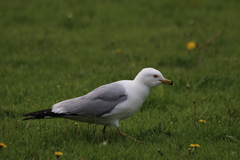 Larus delawarensis