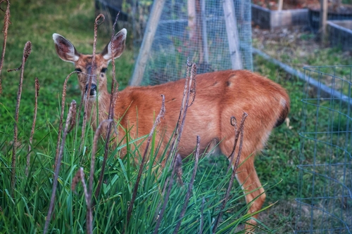 Mule Deer