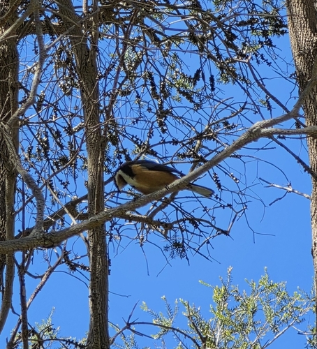 Eastern Spinebill