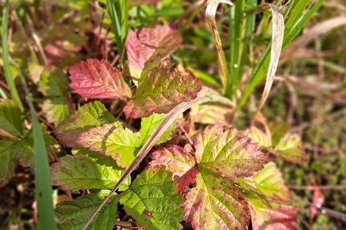 Stone Bramble