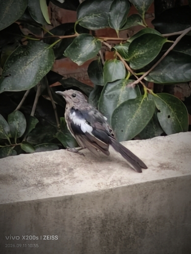 Oriental Magpie-Robin