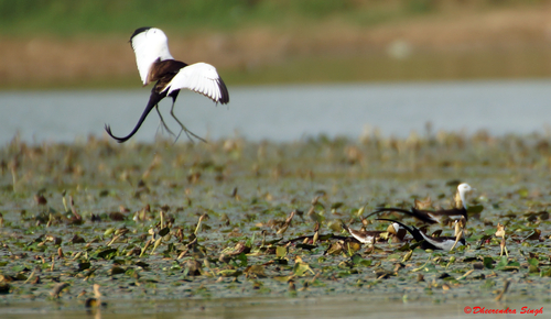 Pheasant-tailed Jacana