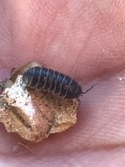 Armadillidium vulgare