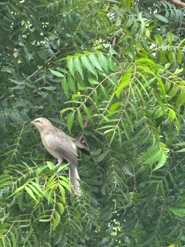 Large Grey Babbler