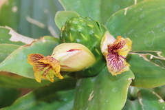 Costus dirzoi