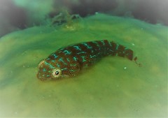 Cochleoceps orientalis