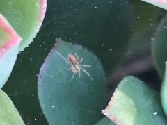 Araneae