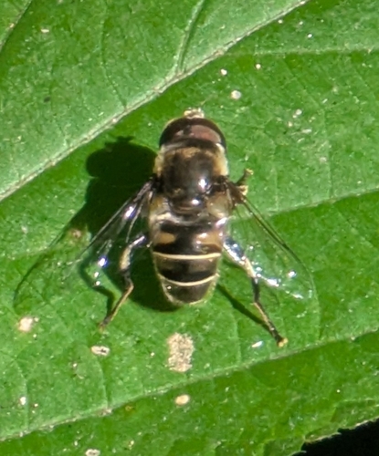 Black-shouldered Drone Fly