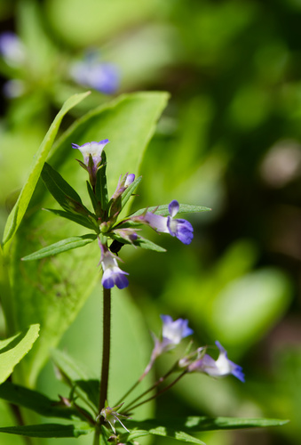 Collinsia parviflora, photograph 1