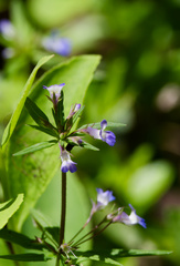 Collinsia parviflora