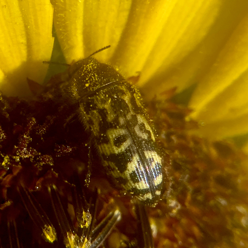 Acmaeodera mixta