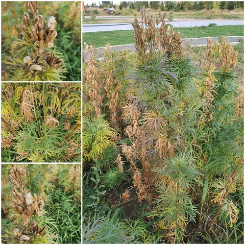 Aconitum kusnezoffii (Aconitum kusnezoffii)