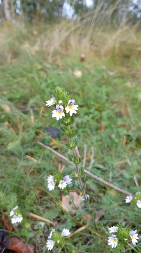 Euphrasia stricta, photograph 3