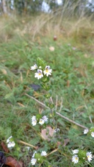 Euphrasia stricta, photograph (c) Екатерина Войнова, some rights reserved (CC BY)