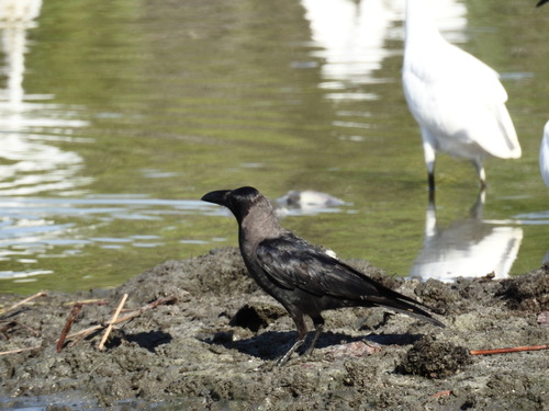 House Crow